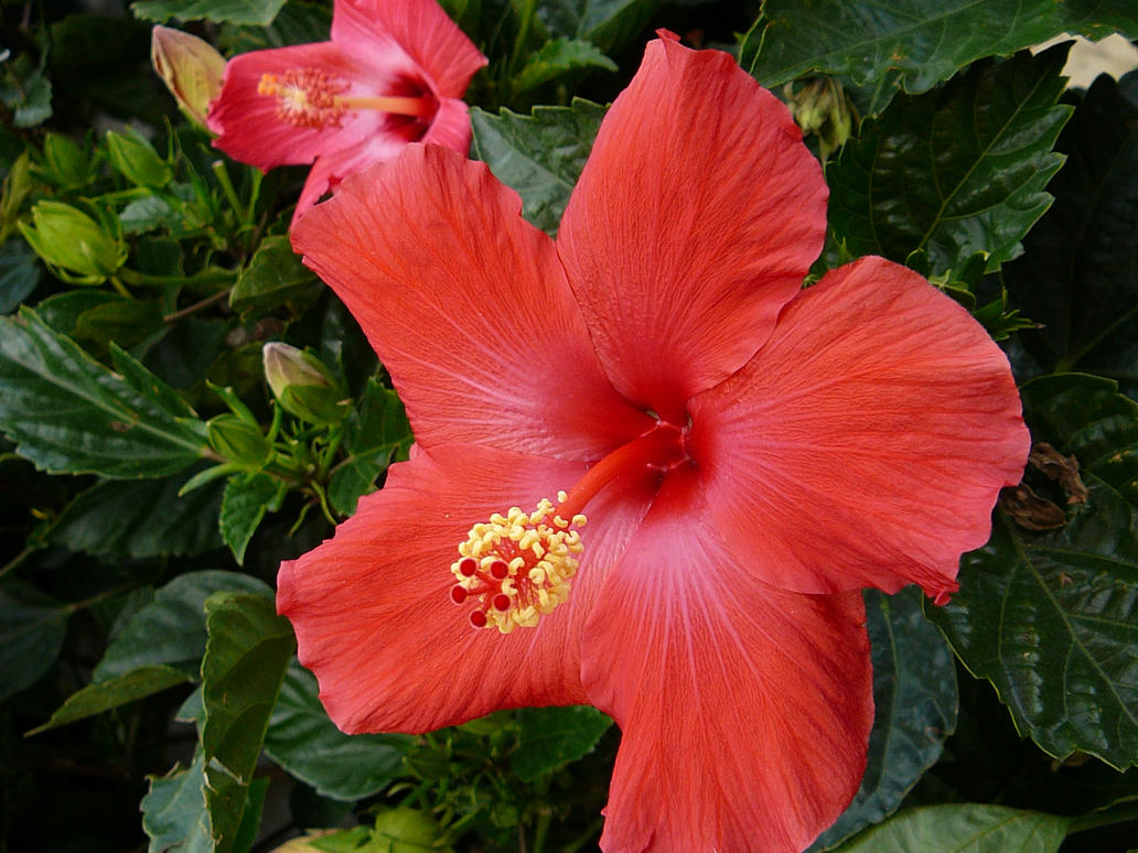 Red Hibiscus Flower Stock by