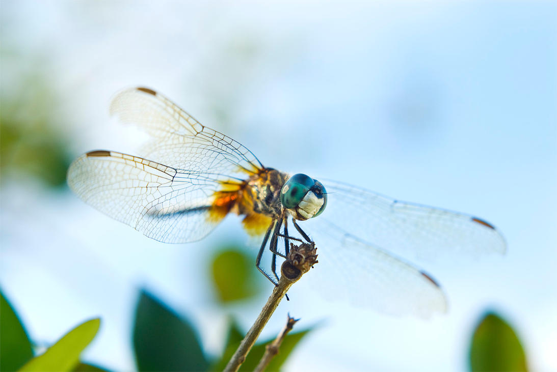 Dragonfly Macro by F