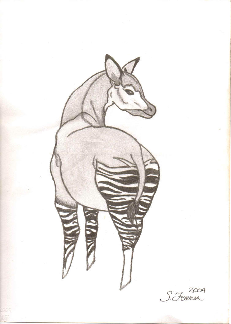 Okapi Drawing