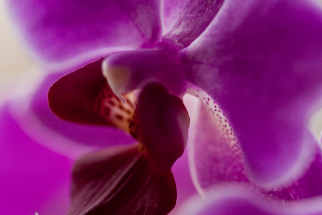 orchids_8_by_sy_accursed-d46igeo.jpg