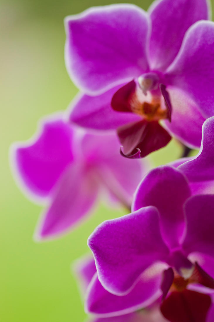 orchids_7_by_sy_accursed-d46igco.jpg