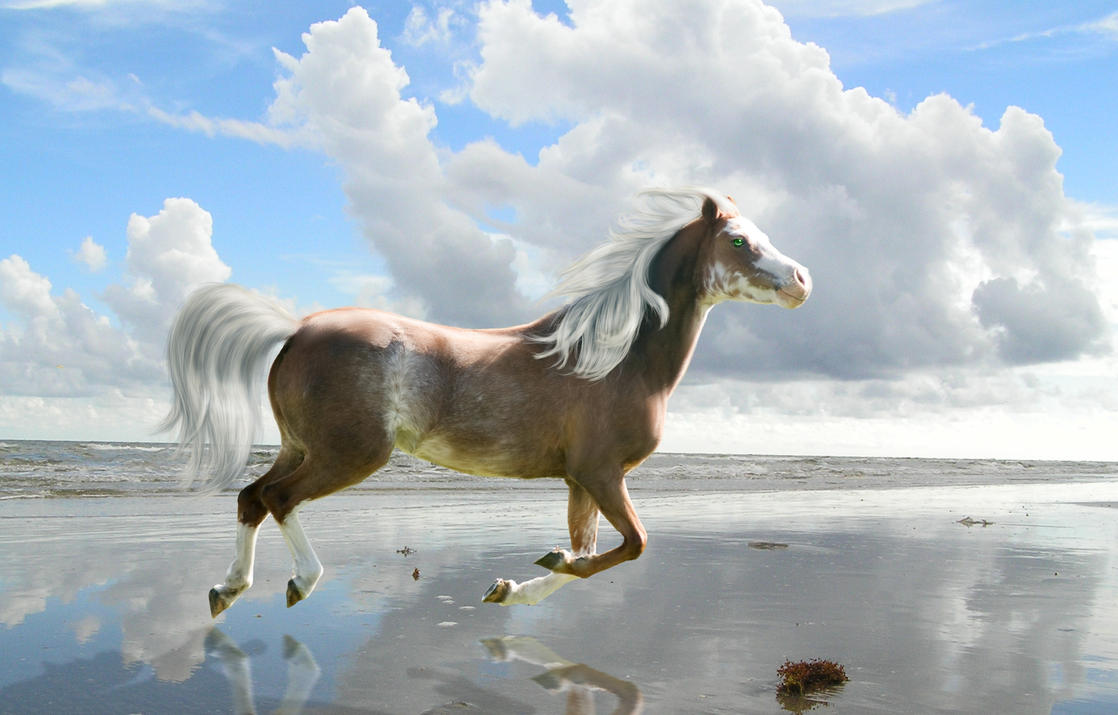 beach_horse_by_sapphire_cloud-d49fzuh.jpg