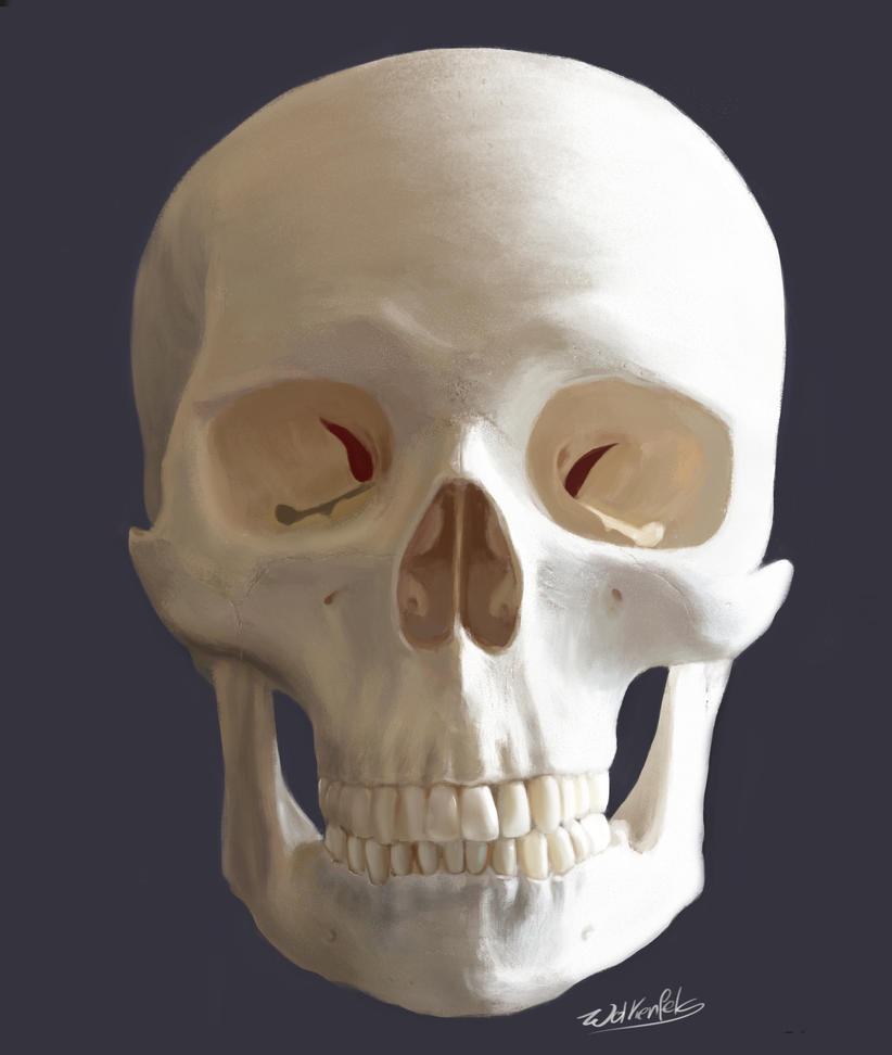 [Image: skull_frontal_study_by_wolkenfels-d60vx7r.jpg]