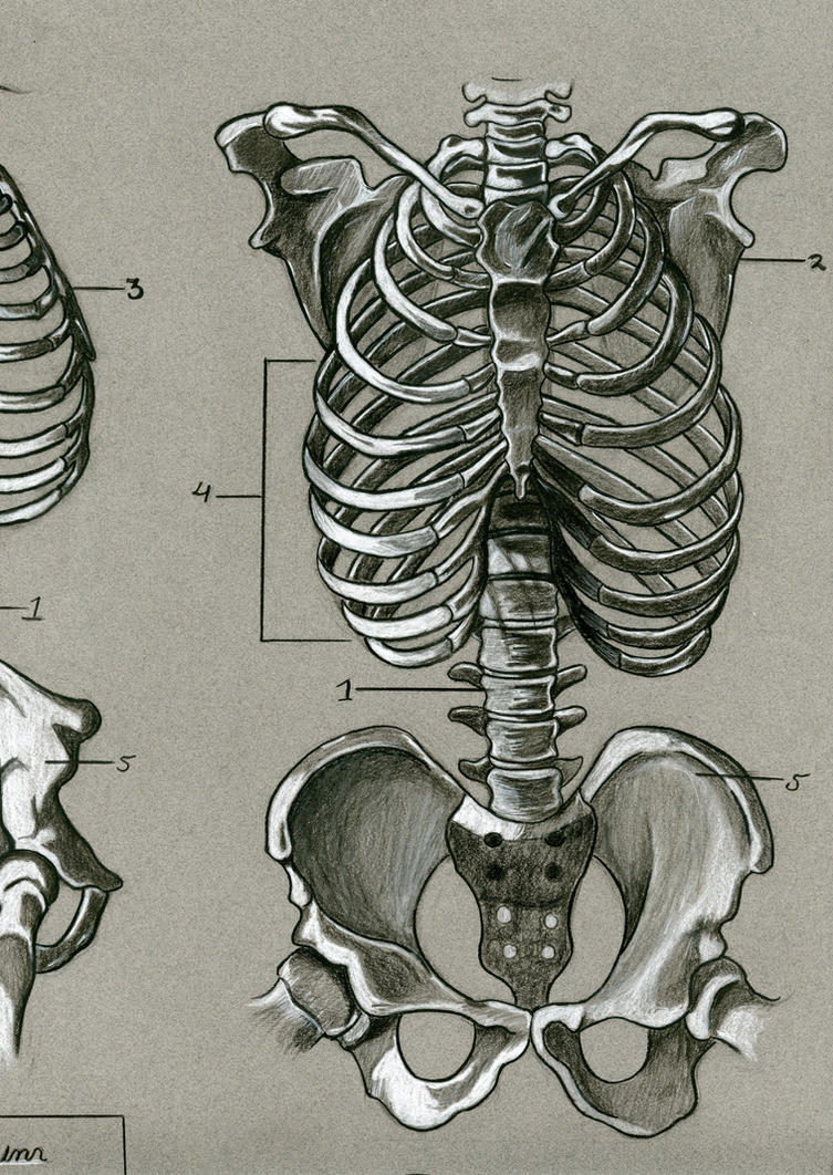 Human skeletal anatomy by dwil05 on DeviantArt