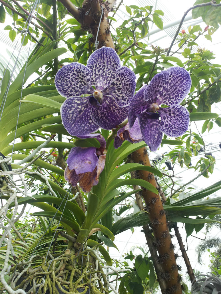 http://th05.deviantart.net/fs71/PRE/i/2012/236/3/2/purple_vanda_orchids_by_metacharis-d5camco.jpg