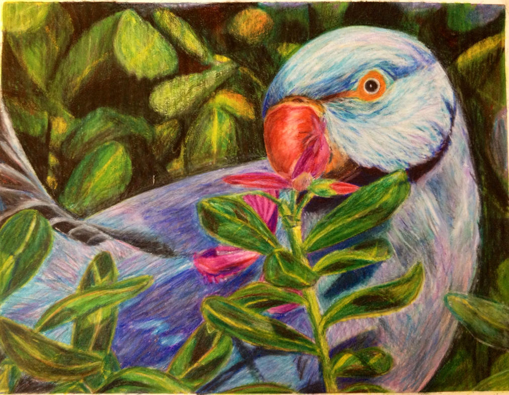 Colored Pencil Bird by miac5454 on DeviantArt
