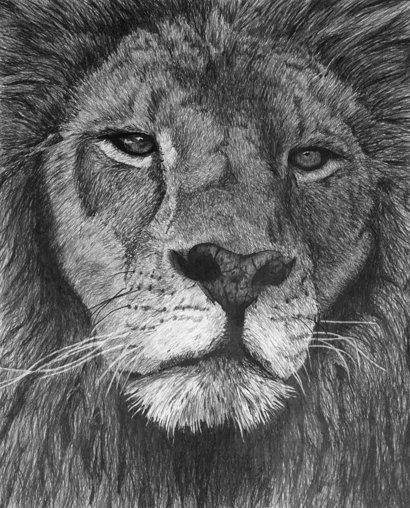 Lion of Judah drawing by rshaw7 on DeviantArt